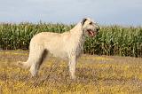 IRISH WOLFHOUND 096